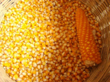 Corn_ yellow corn_ white corn_ rice_ wheat_ maize